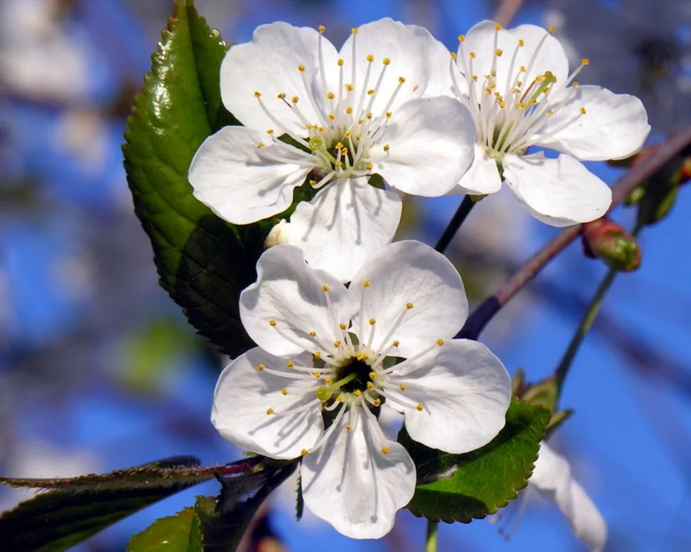 Вишня Cerasus vulgaris