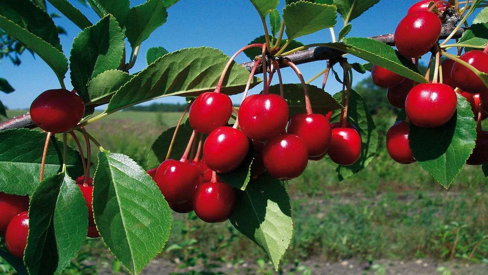 Вишня дерево