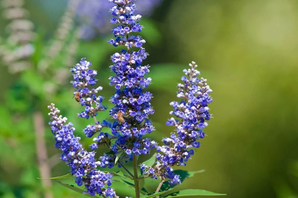 Vitex Agnus