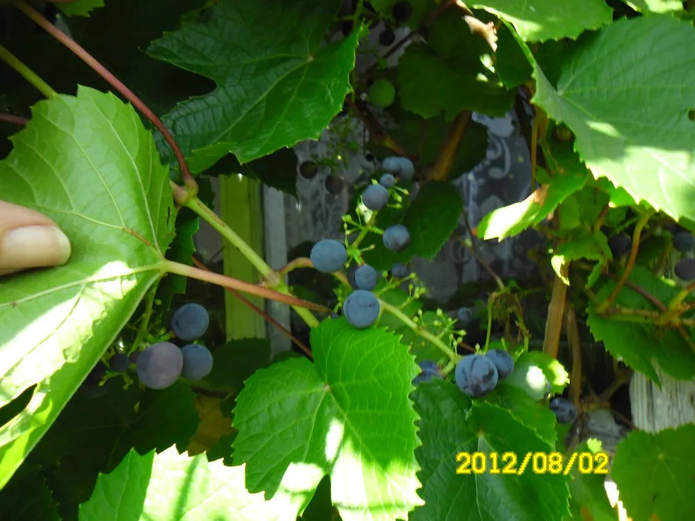 Vitis amurensis