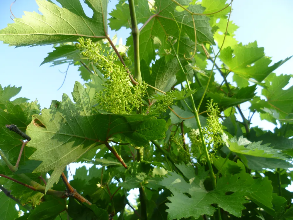 Vitis amurensis