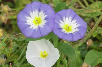 Вьюнок Convolvulus Tricolor