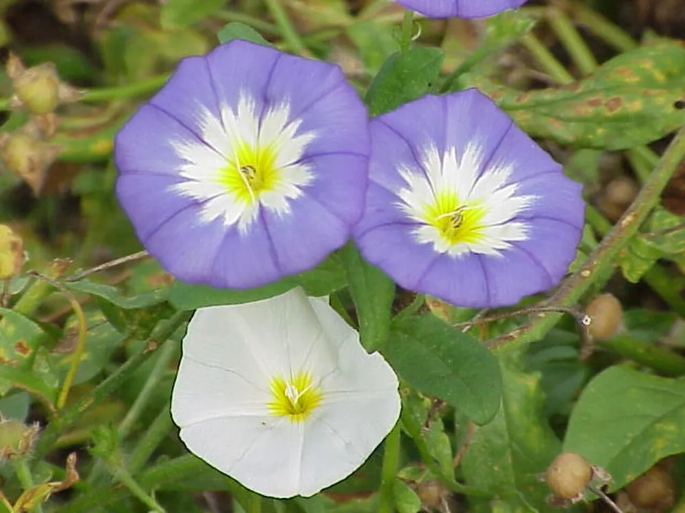 Вьюнок Convolvulus Tricolor