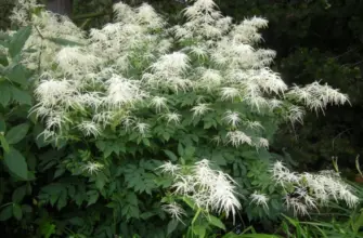 Волжанка двудомная Aruncus dioicus