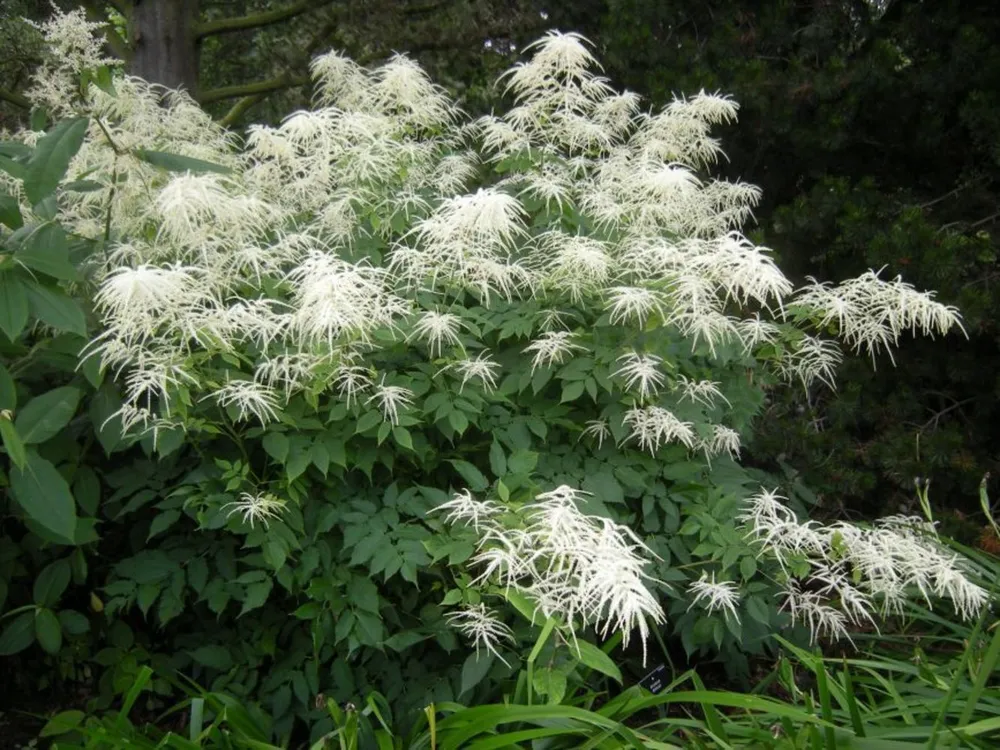 Волжанка двудомная Aruncus dioicus