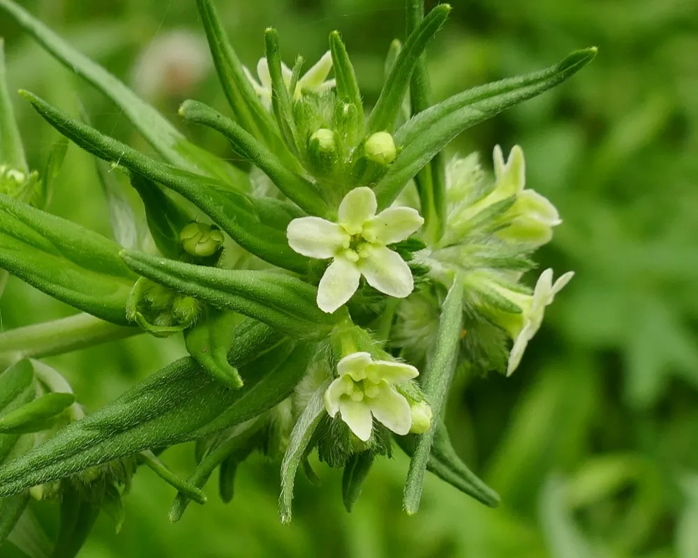 Воробейник Lithospermum