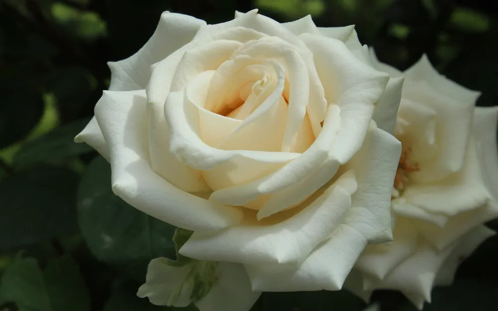 White Roses 4k