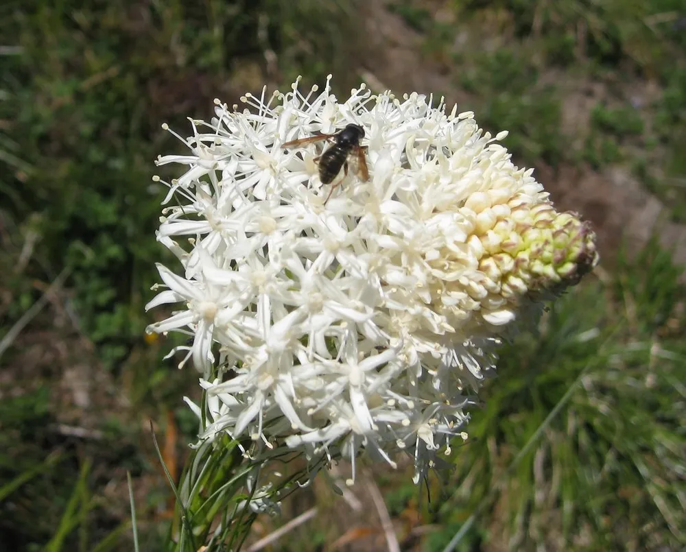 Xerophyllum