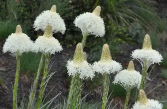 Xerophyllum Tenax