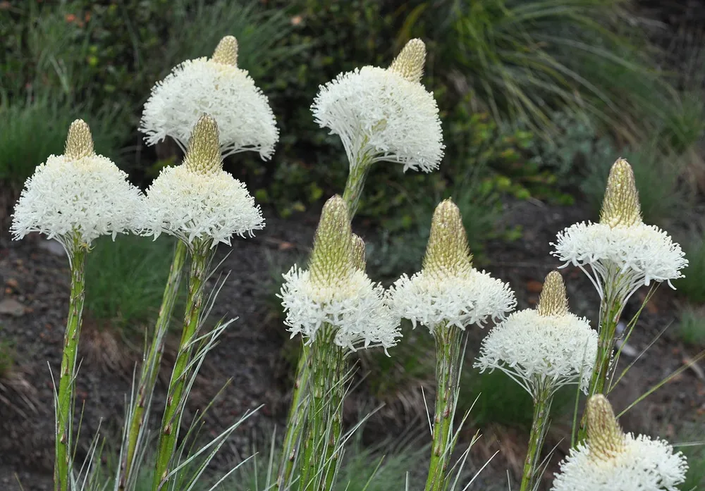 Xerophyllum Tenax