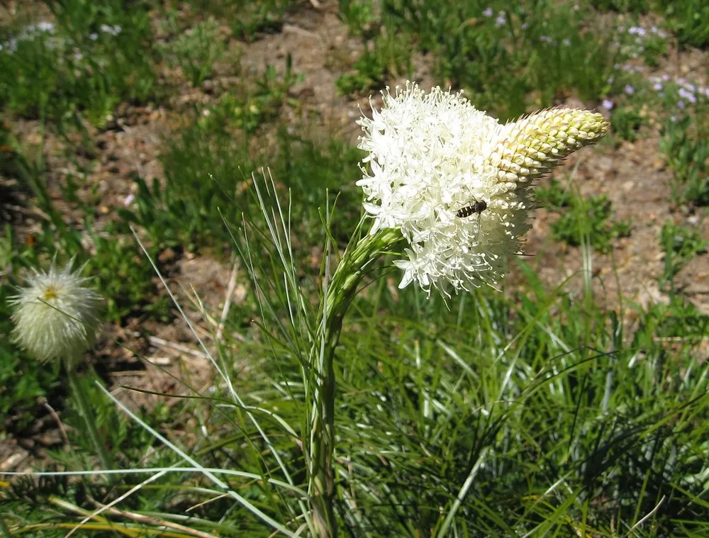 Xerophyllum Tenax