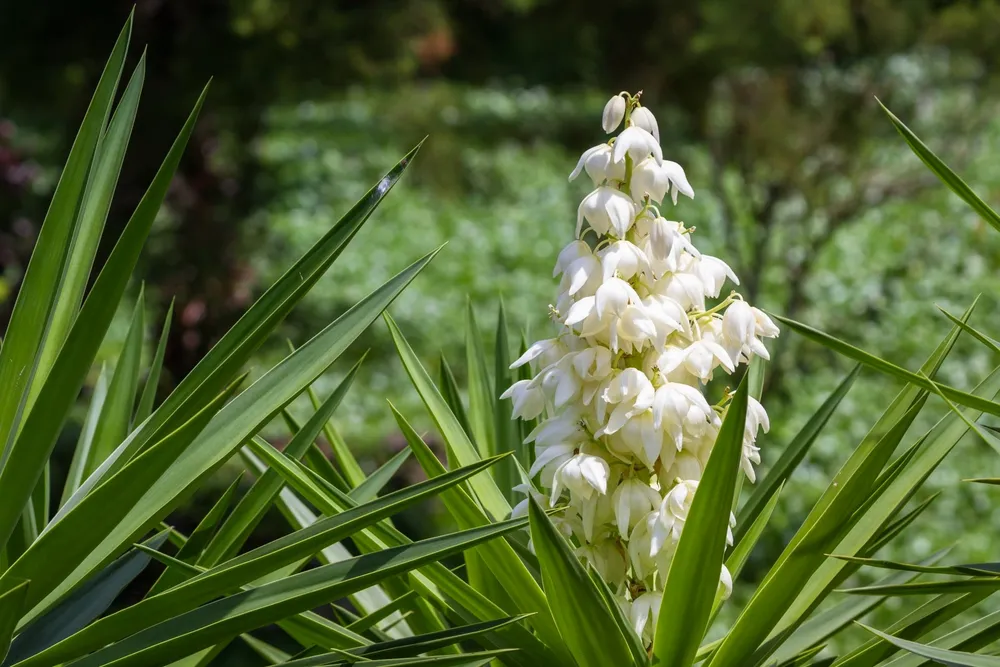 Yucca