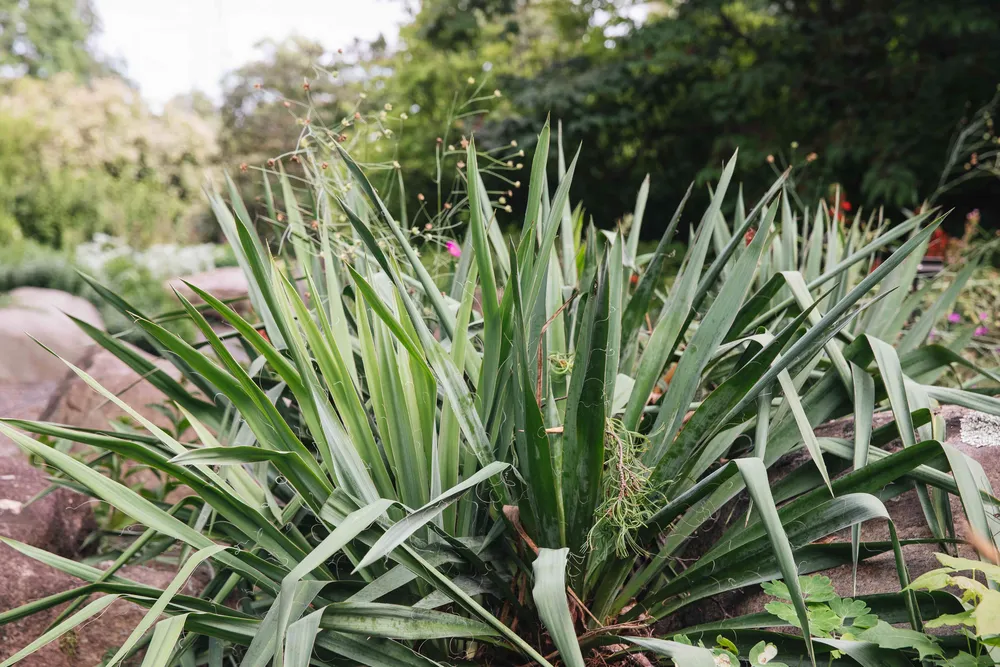 Yucca filamentosa