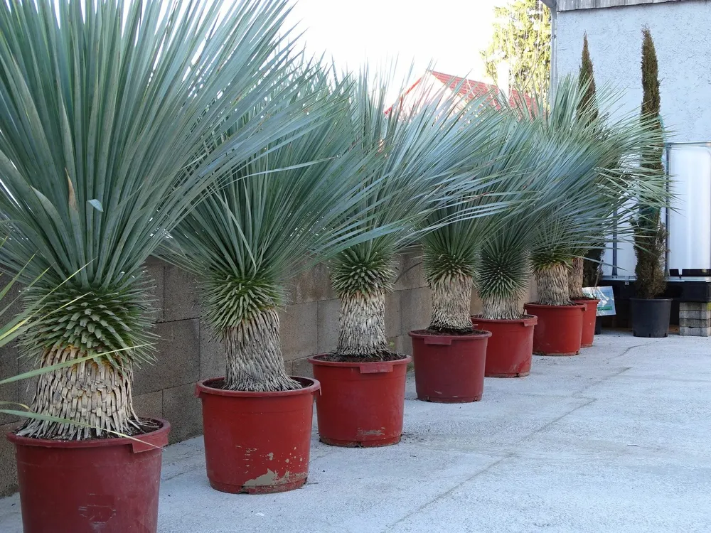 Yucca rostrata