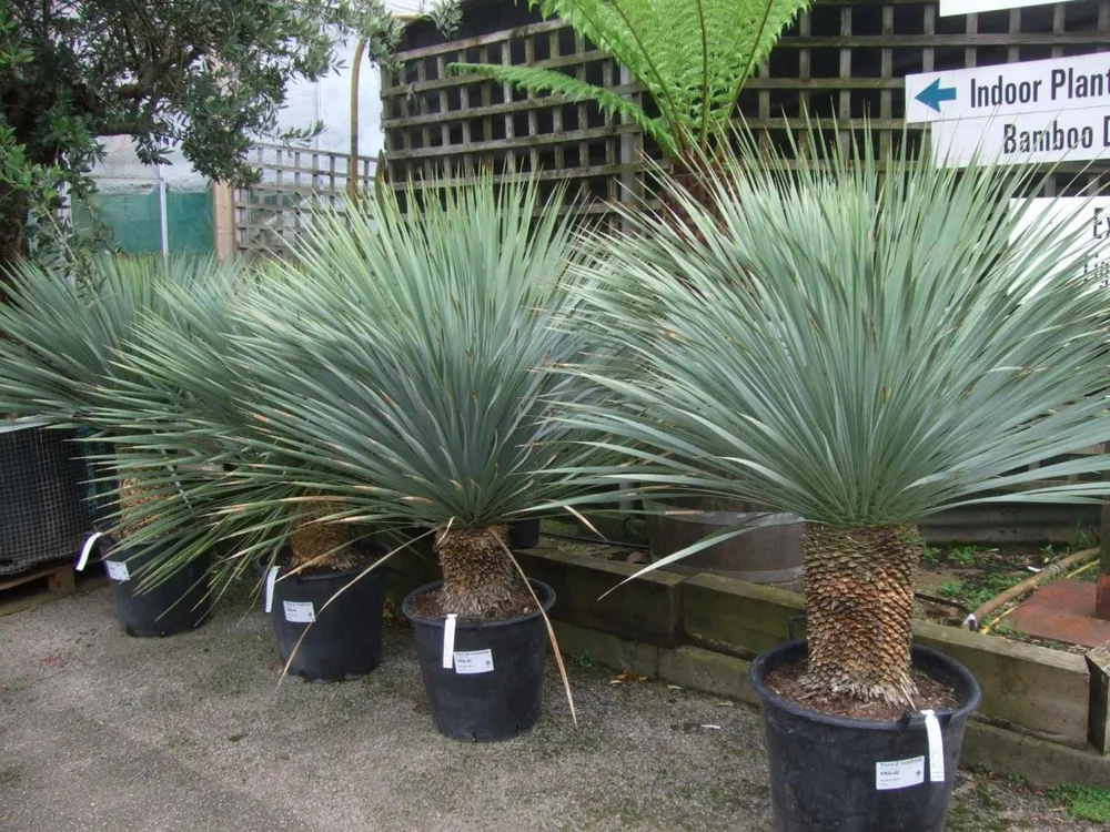 Yucca rostrata