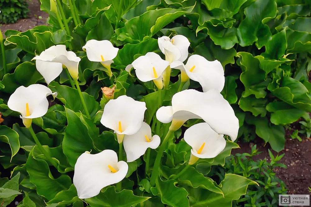 Zantedeschia aethiopica