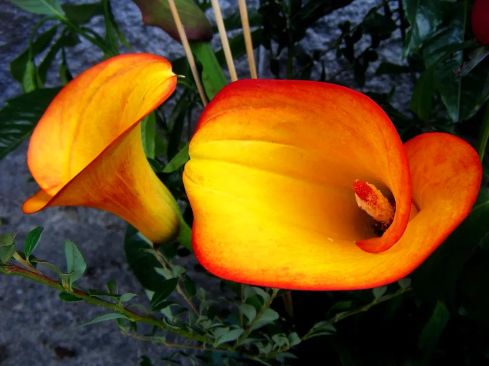 Zantedeschia elliottiana