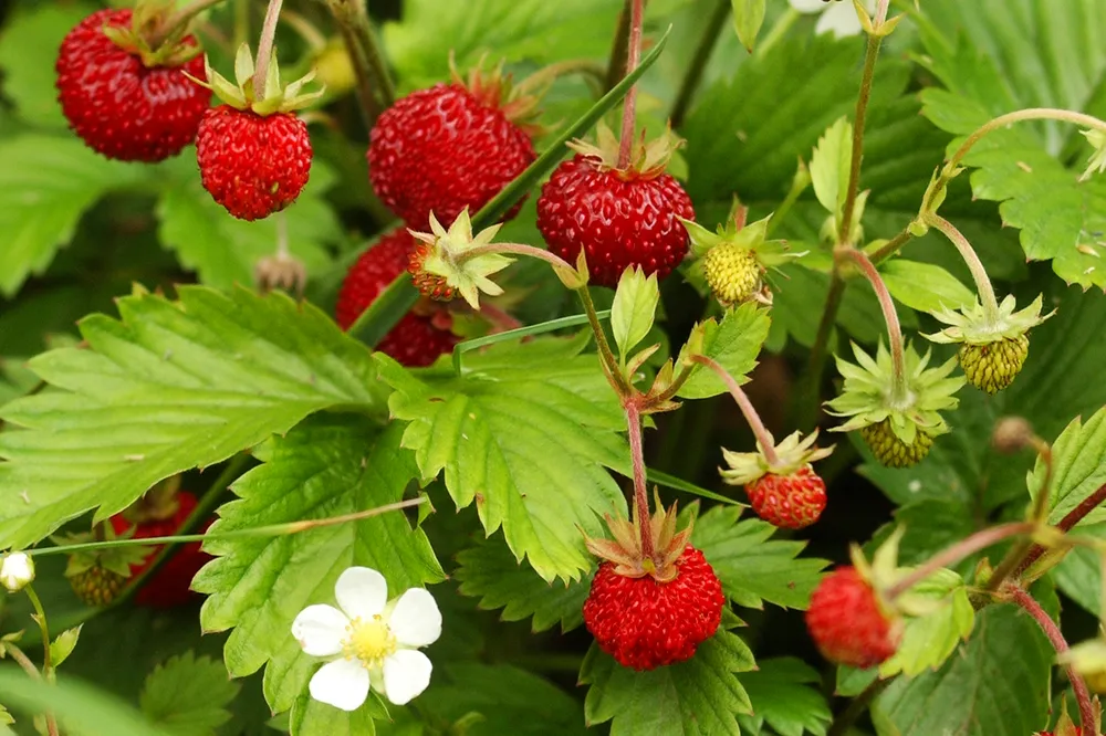 Земляника Лесная Fragaria vesca