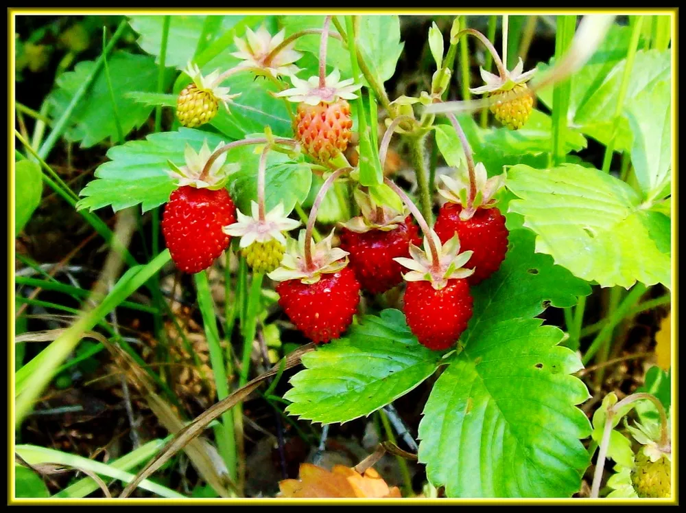 Земляника Лесная Fragaria vesca l.