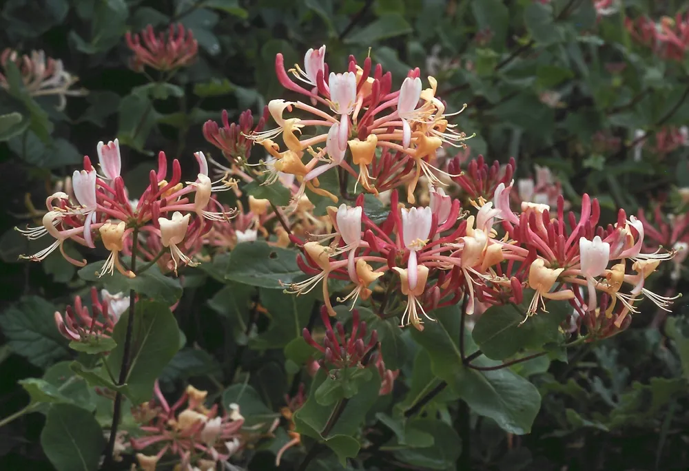 Жимолость каприфоль Lonicera caprifolium