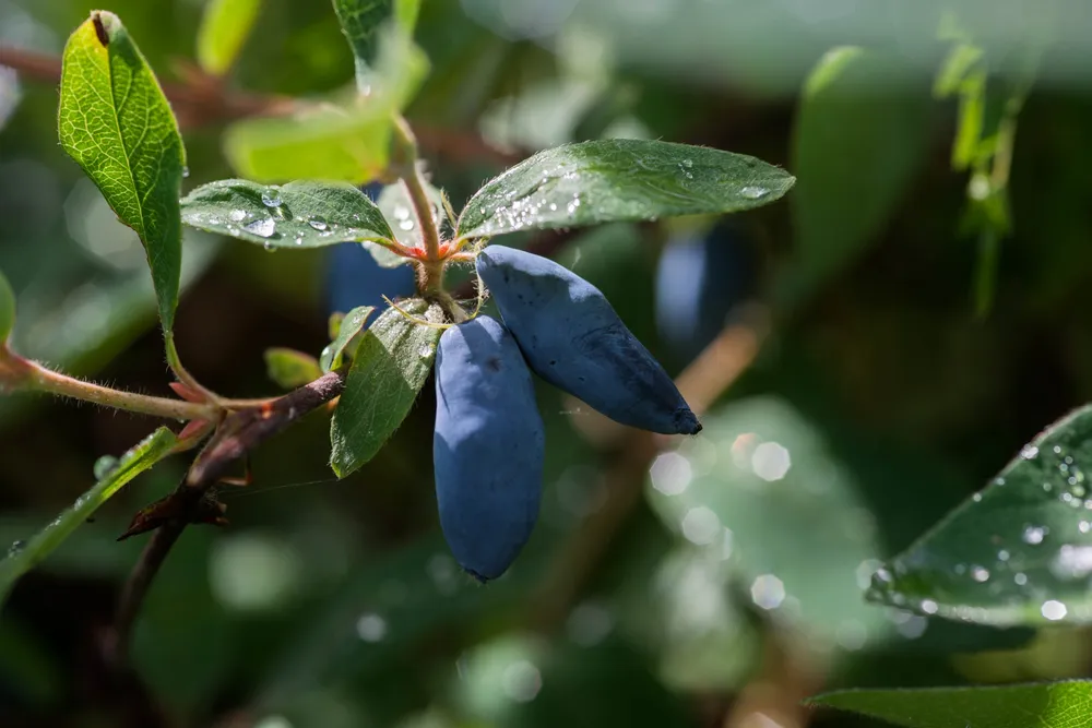 Жимолость Палласа Lonicera pallasii