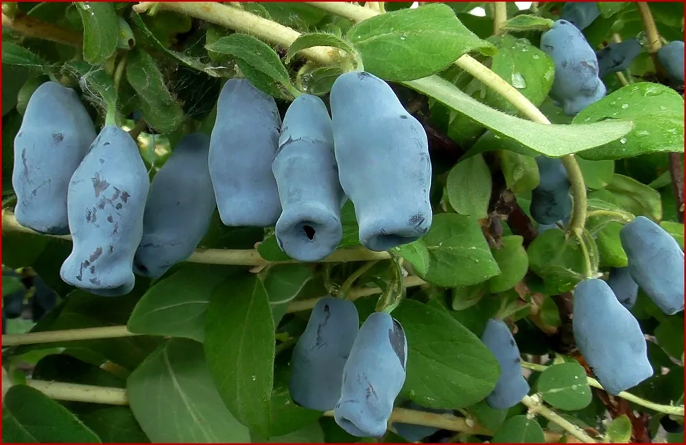 Жимолость съедобная куст