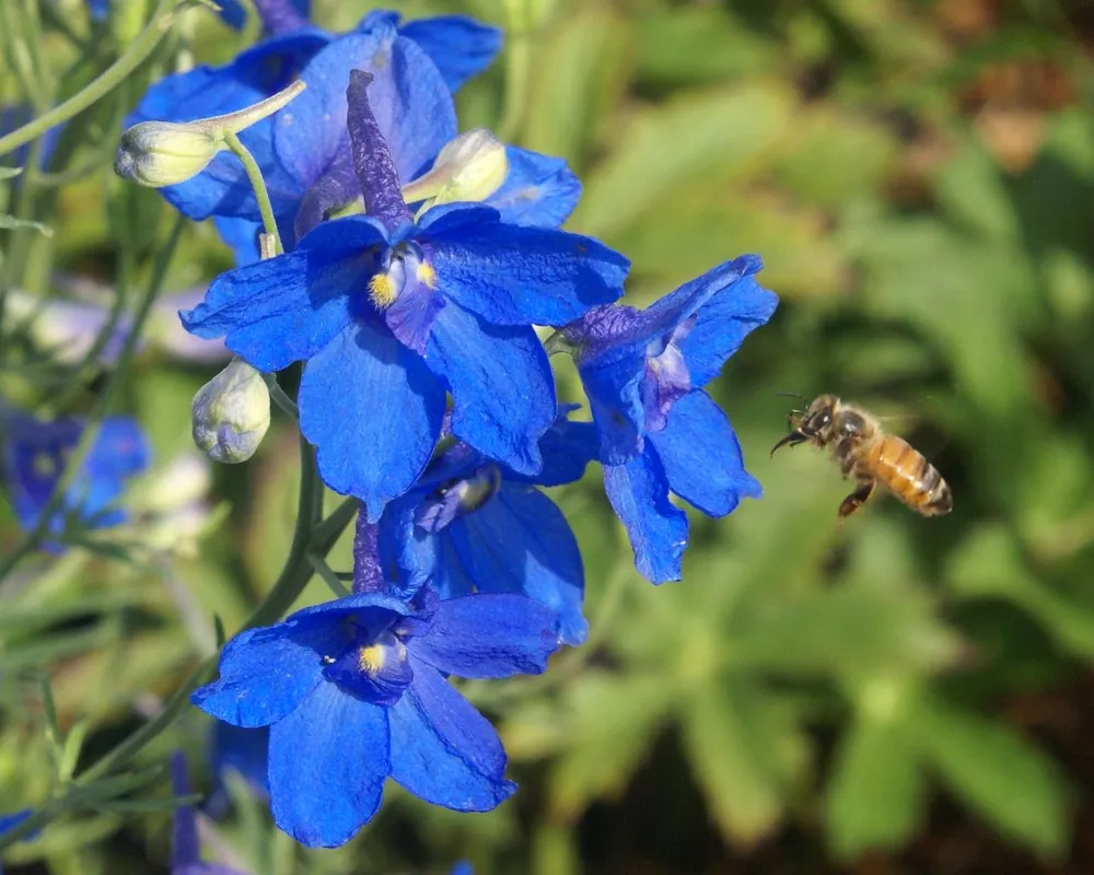 Живокость крупноцветковая Delphinium grandiflorum