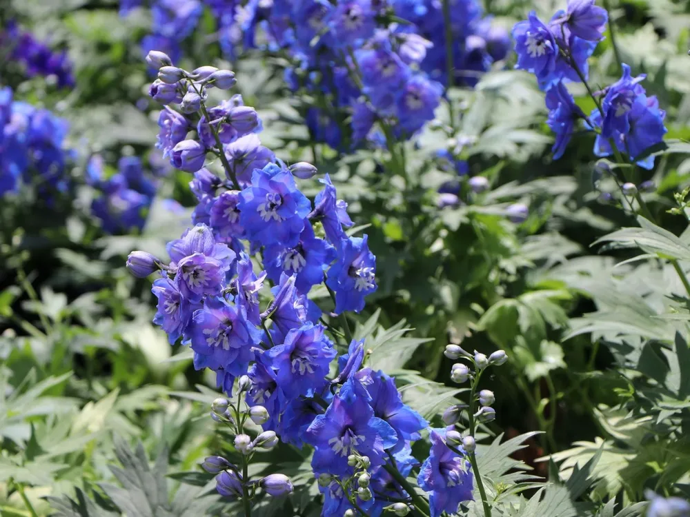 Живокость крупноцветковая Delphinium grandiflorum