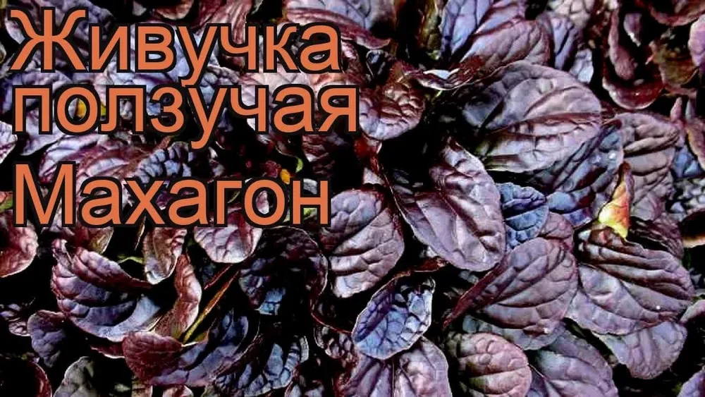 Живучка ползучая