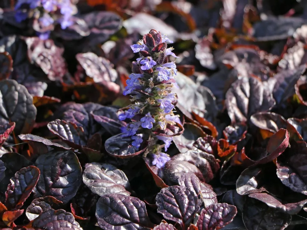 Живучка ползучая Ajuga reptans