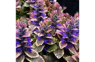 Живучка ползучая Ajuga reptans