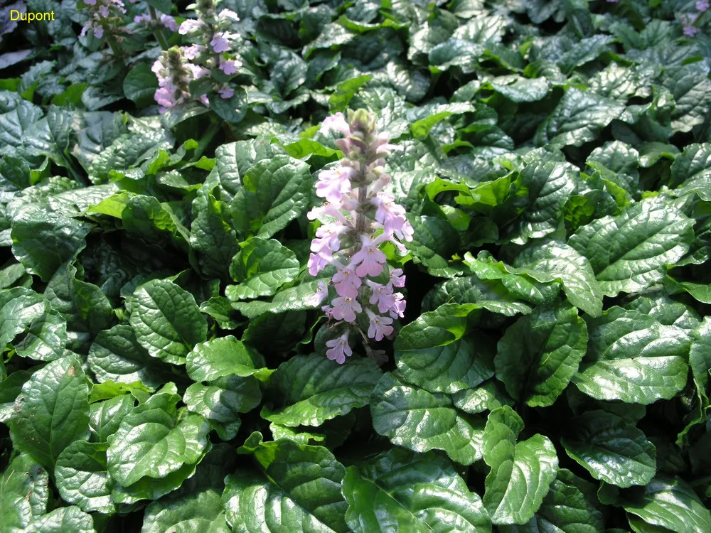 Живучка ползучая Ajuga reptans