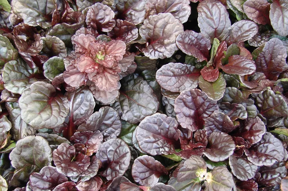 Живучка ползучая ‘Burgundy Glow’ Ajuga reptans ‘Burgundy Glow’