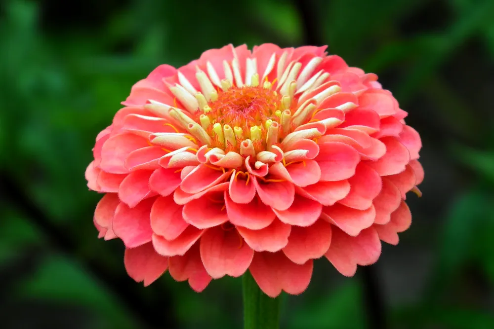 Zinnia elegans