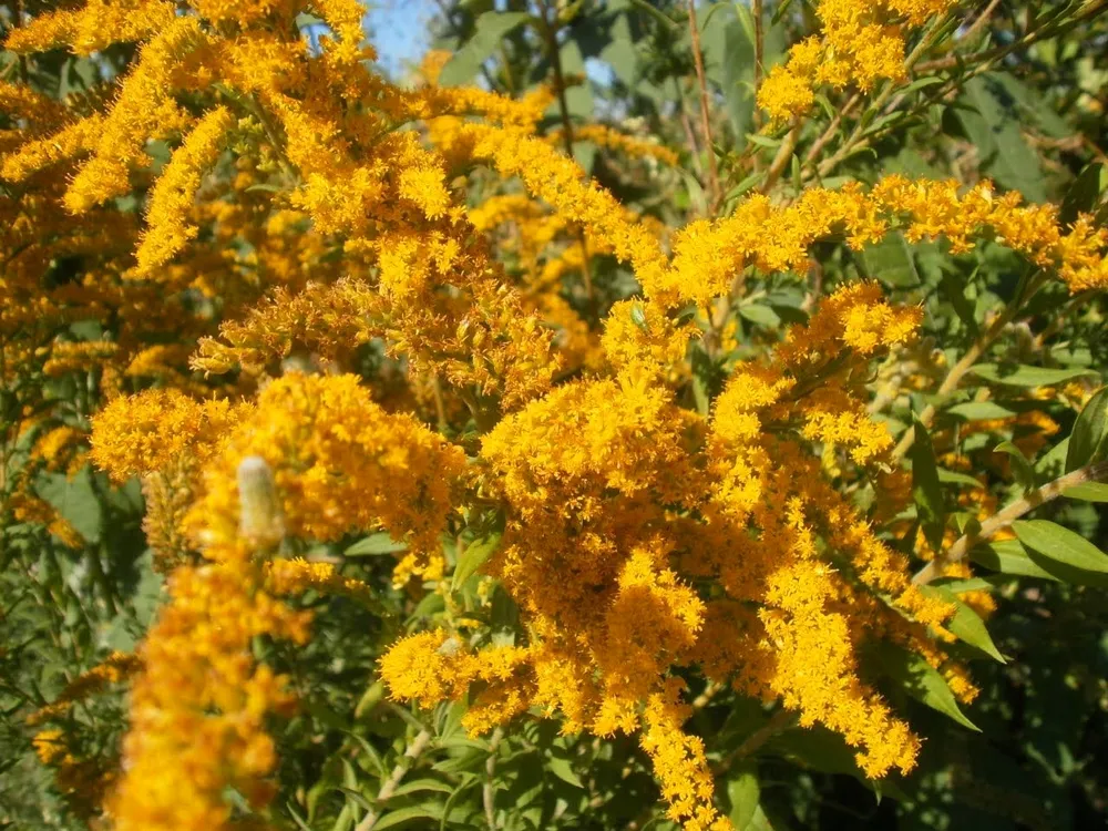 Золотарник Даурский Solidago dahurica