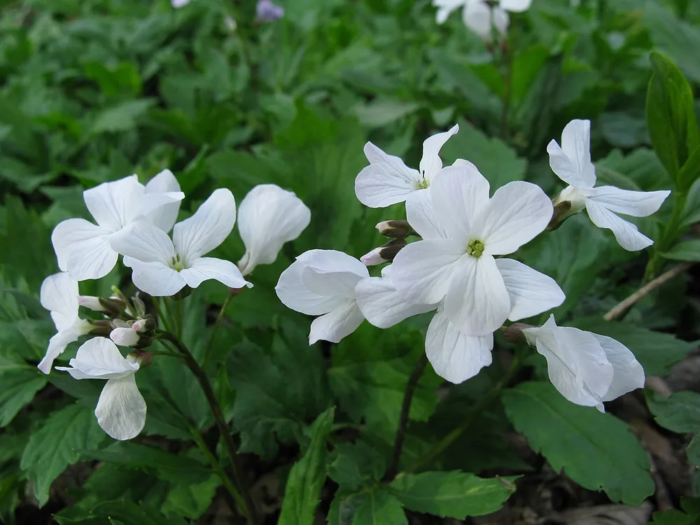 Зубянка пятилистная Dentaria quinquefolia