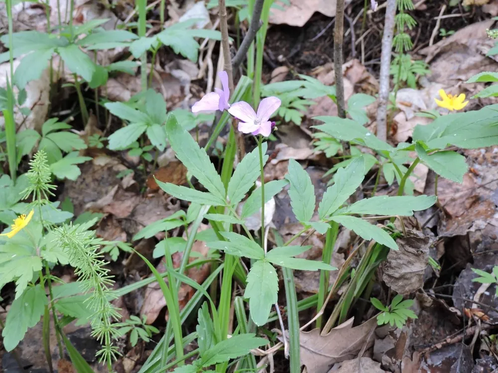 Зубянка пятилистная Dentaria quinquefolia