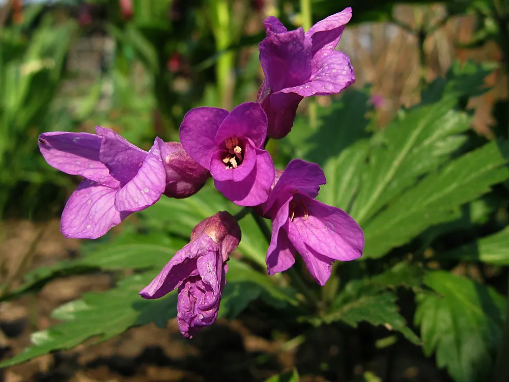 Зубянка Сибирская Dentaria sibirica