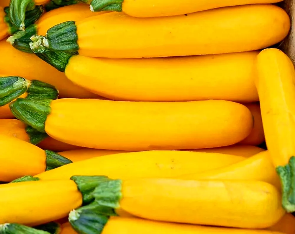 Zucchini Squash