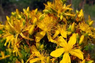 Зверобой горныйHypericum montanum l.