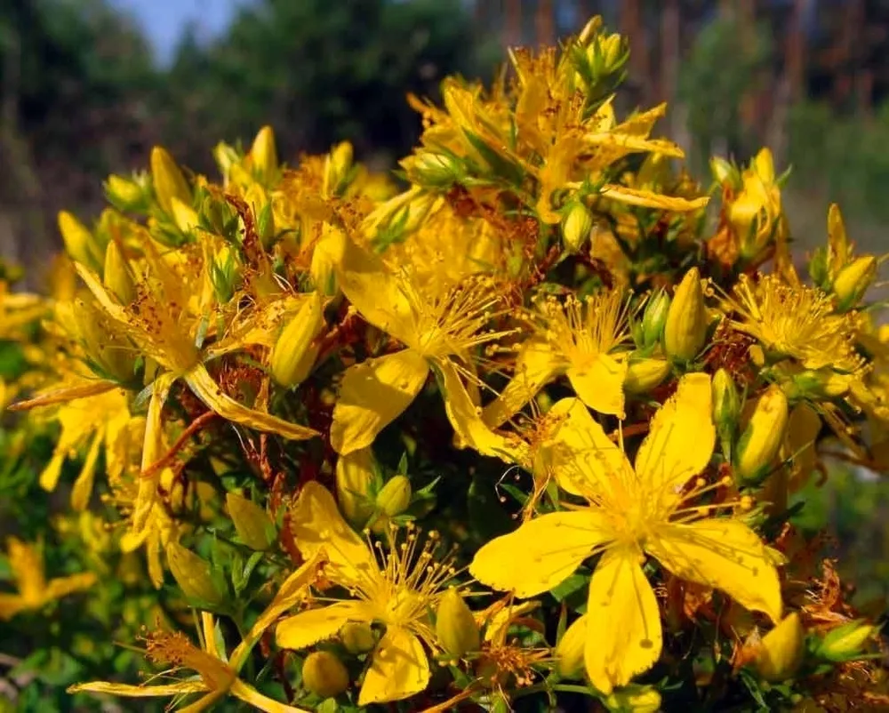 Зверобой горныйHypericum montanum l.