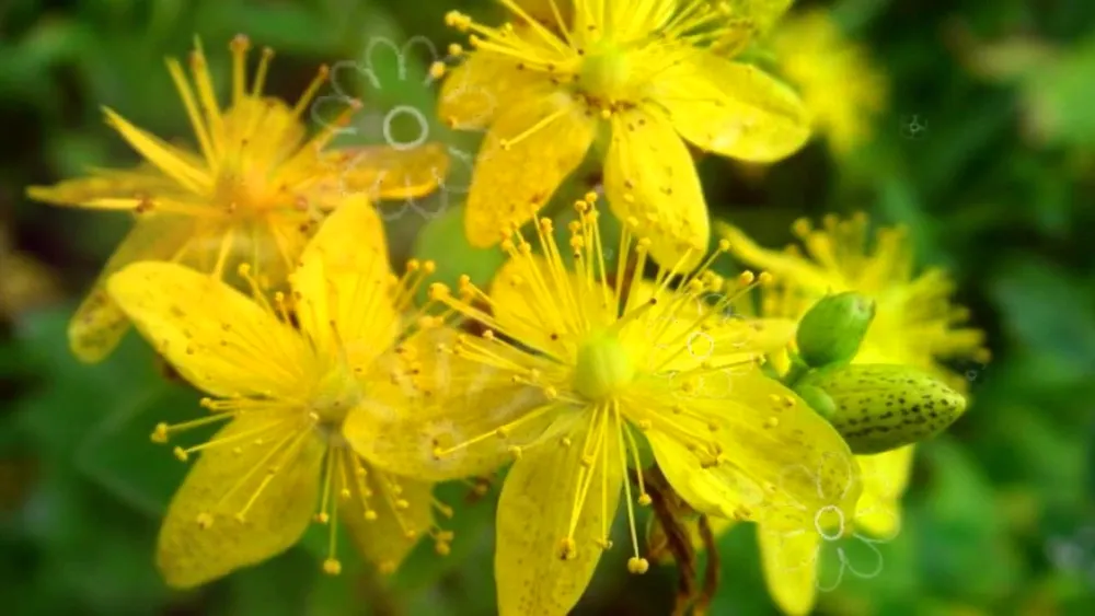 Зверобой горныйHypericum montanum l.