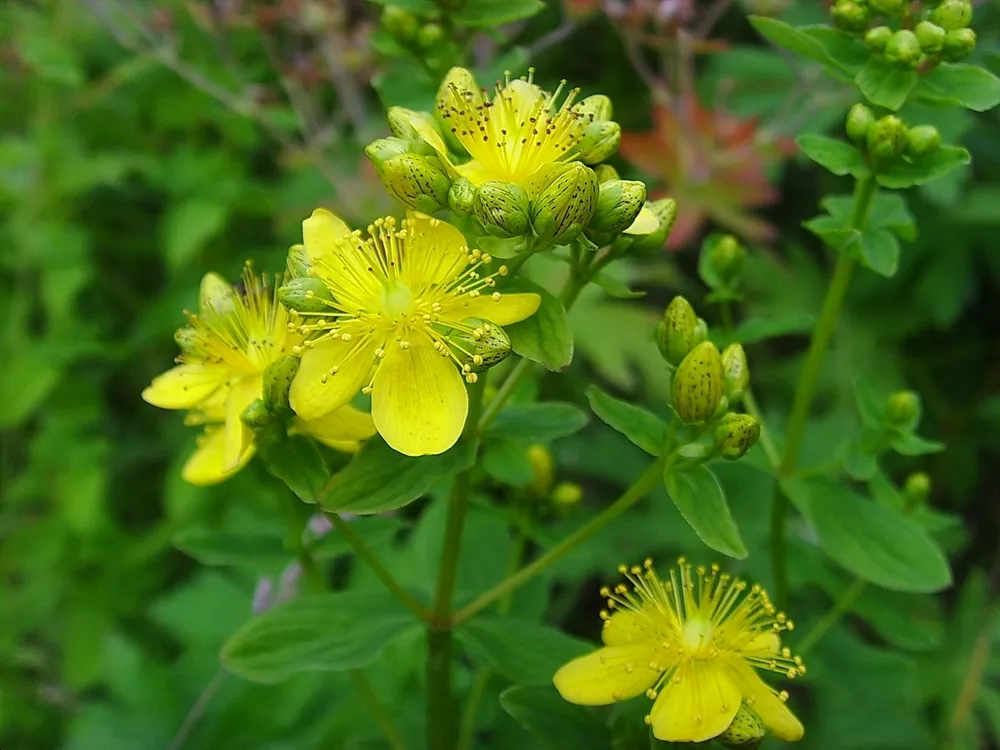 Зверобой горныйHypericum montanum l.