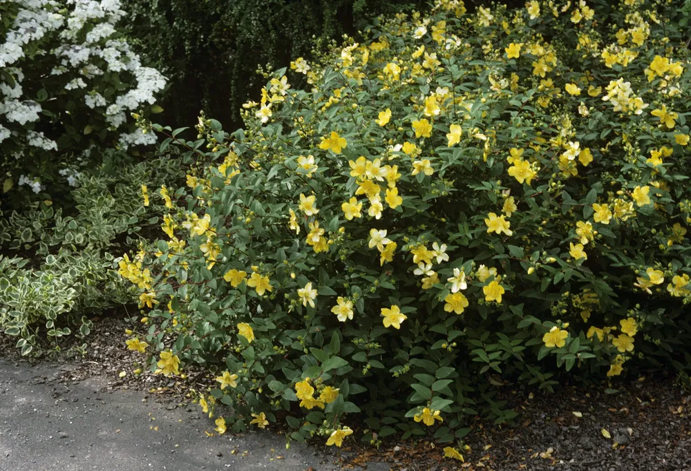 Зверобой Hidcote