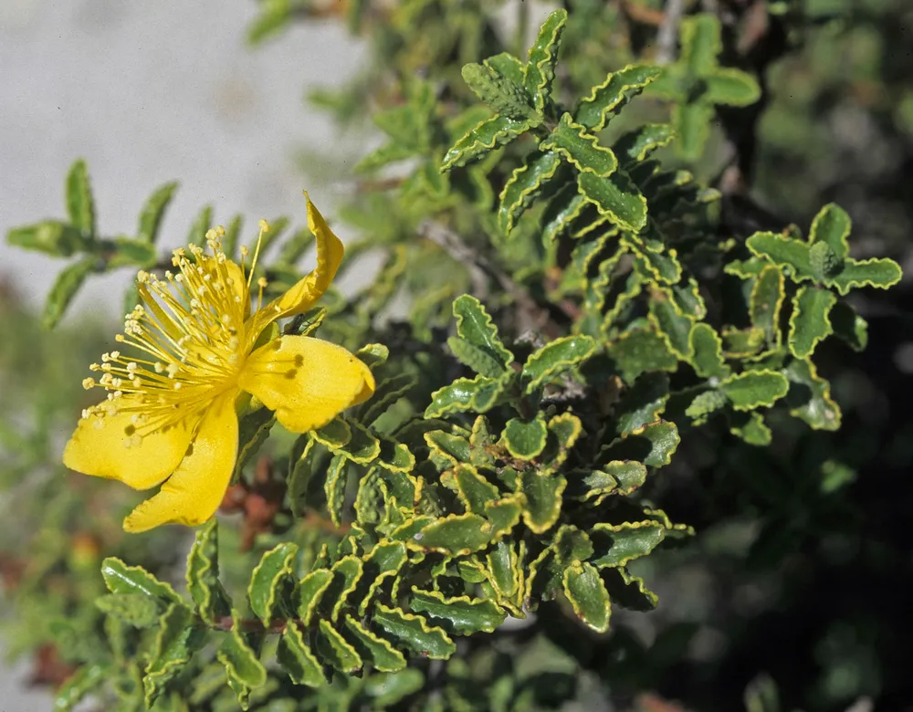 Зверобой Hypericum calycinum