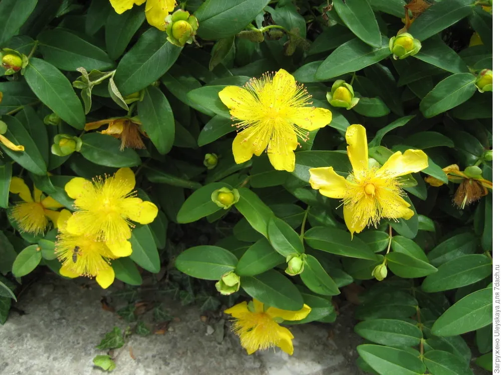 Зверобой Hypericum calycinum