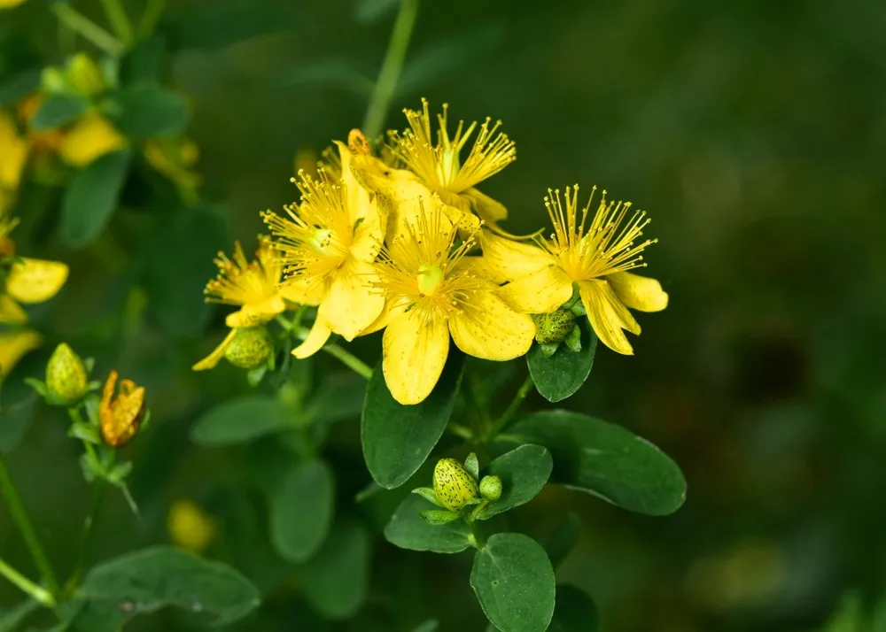 Зверобой продырявленный Hypericum perforatum