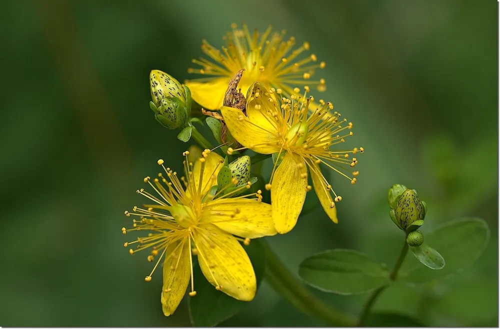 Зверобой продырявленный Hypericum perforatum